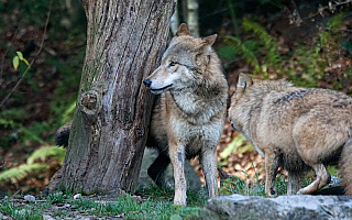 W okolicach Gietrzwałdu pojawiły się wilki